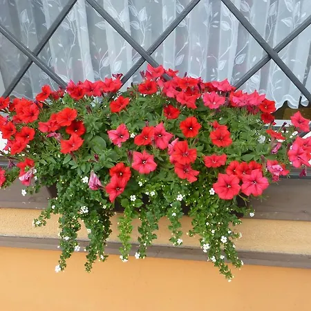 Na Frantsachte Pansiyon